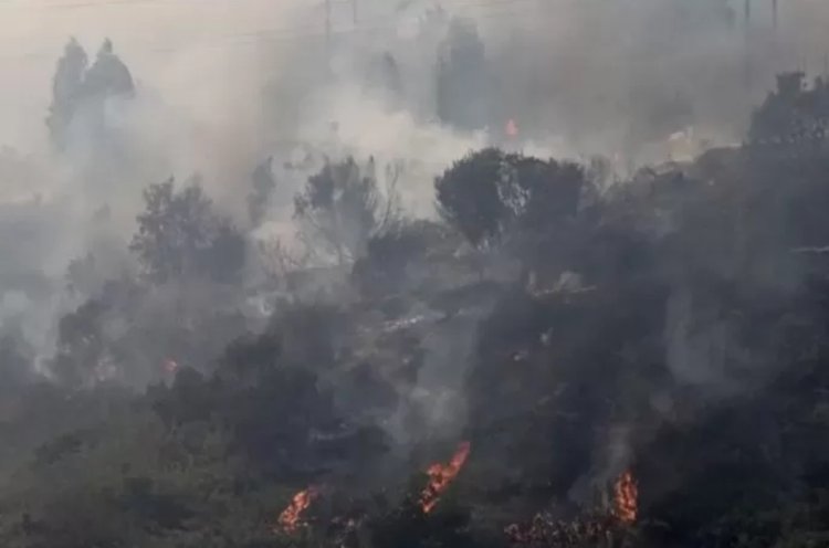 Kebakaran Hutan Di Cile Tewaskan 51 Orang